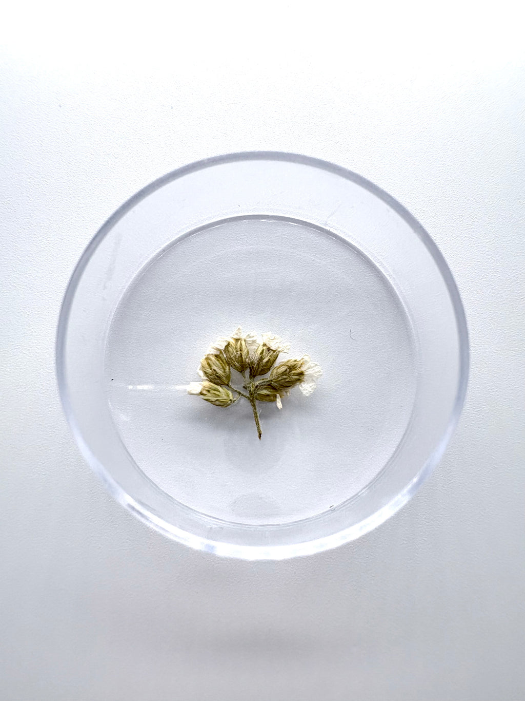 Blume Feinblättrige Schafgarbe, Detail 
