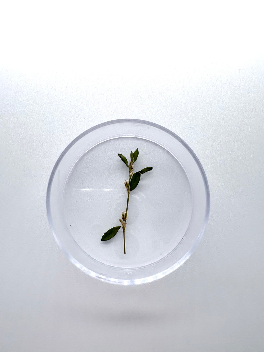 Blume Gewöhnlicher Vogelknöterich, Detail
