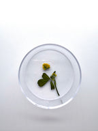 Blume Hopfenklee, Detail
