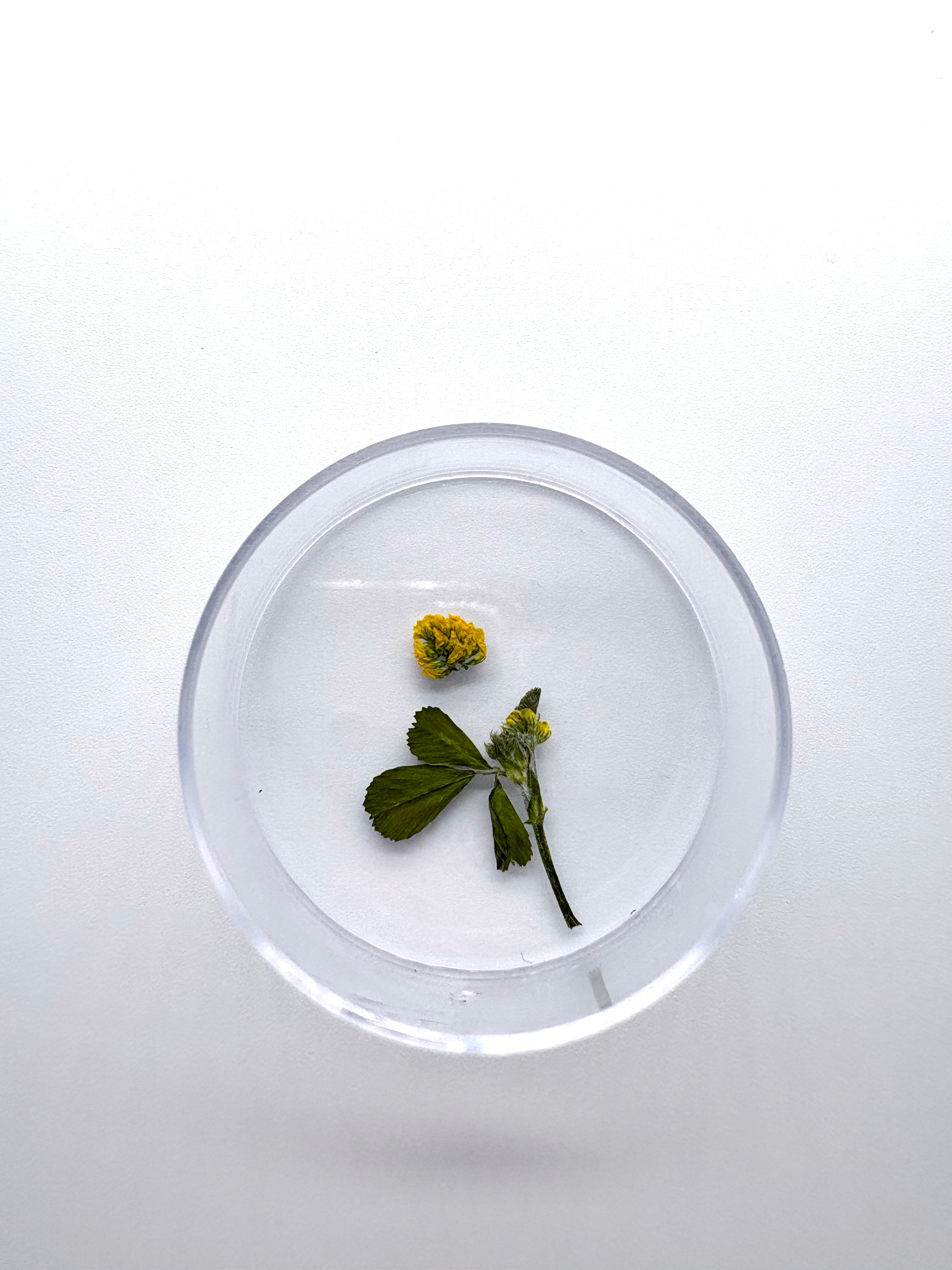 Blume Hopfenklee, Detail

