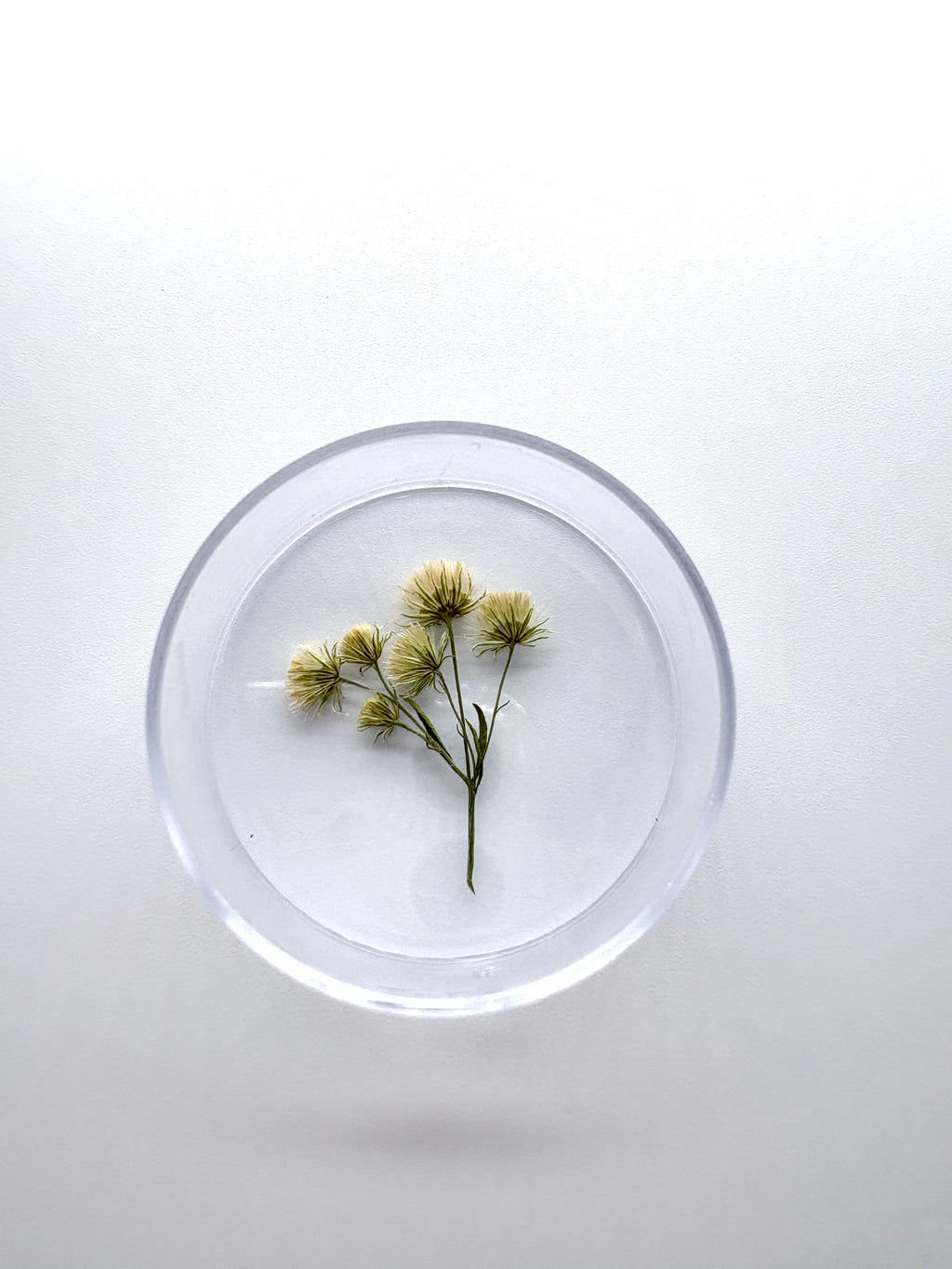 Blume Krauses Berufskraut, Detail
