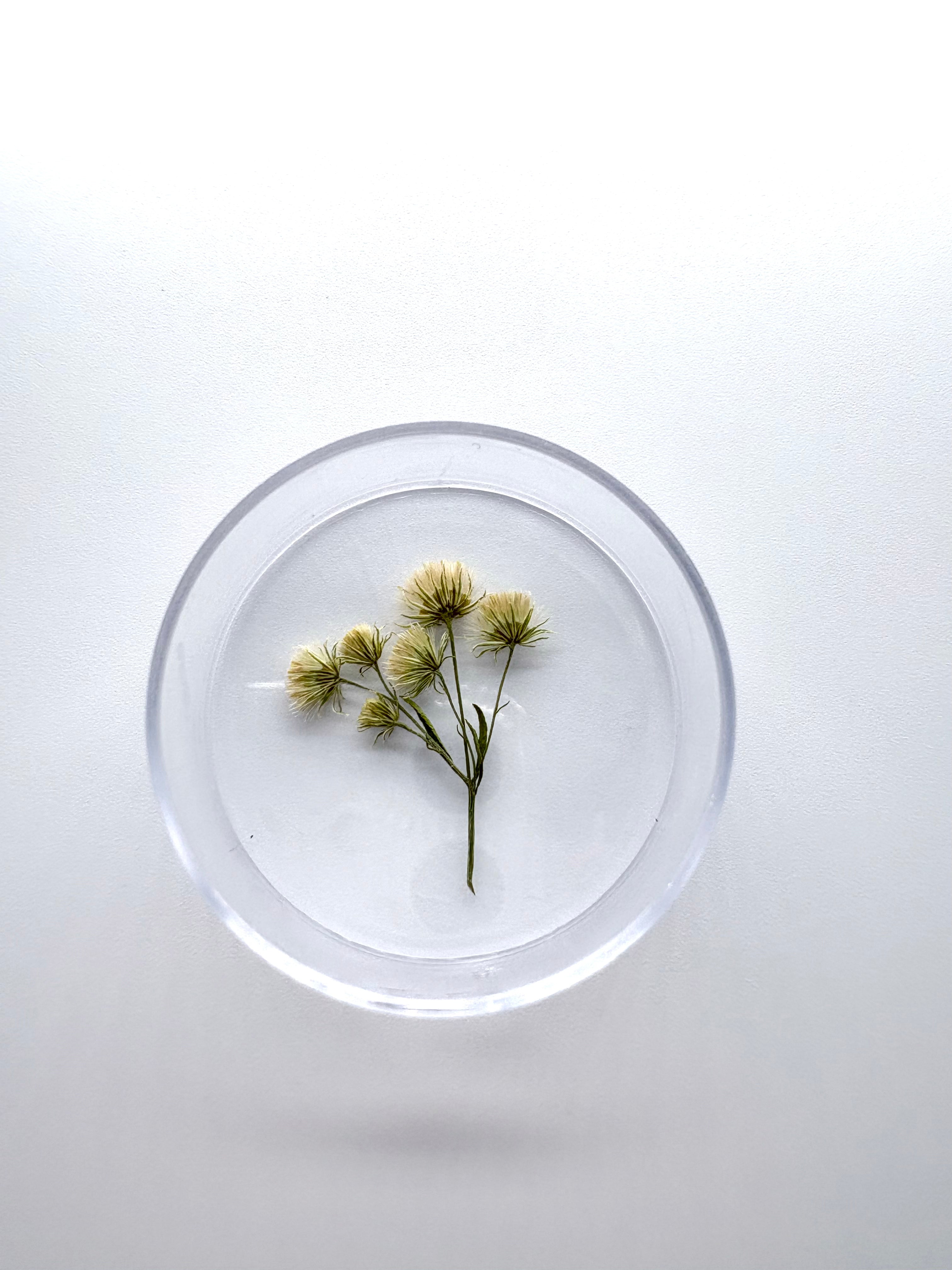 Blume Krauses Berufskraut, Detail

