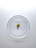 Blume Mauer-Doppelsame, Detail
