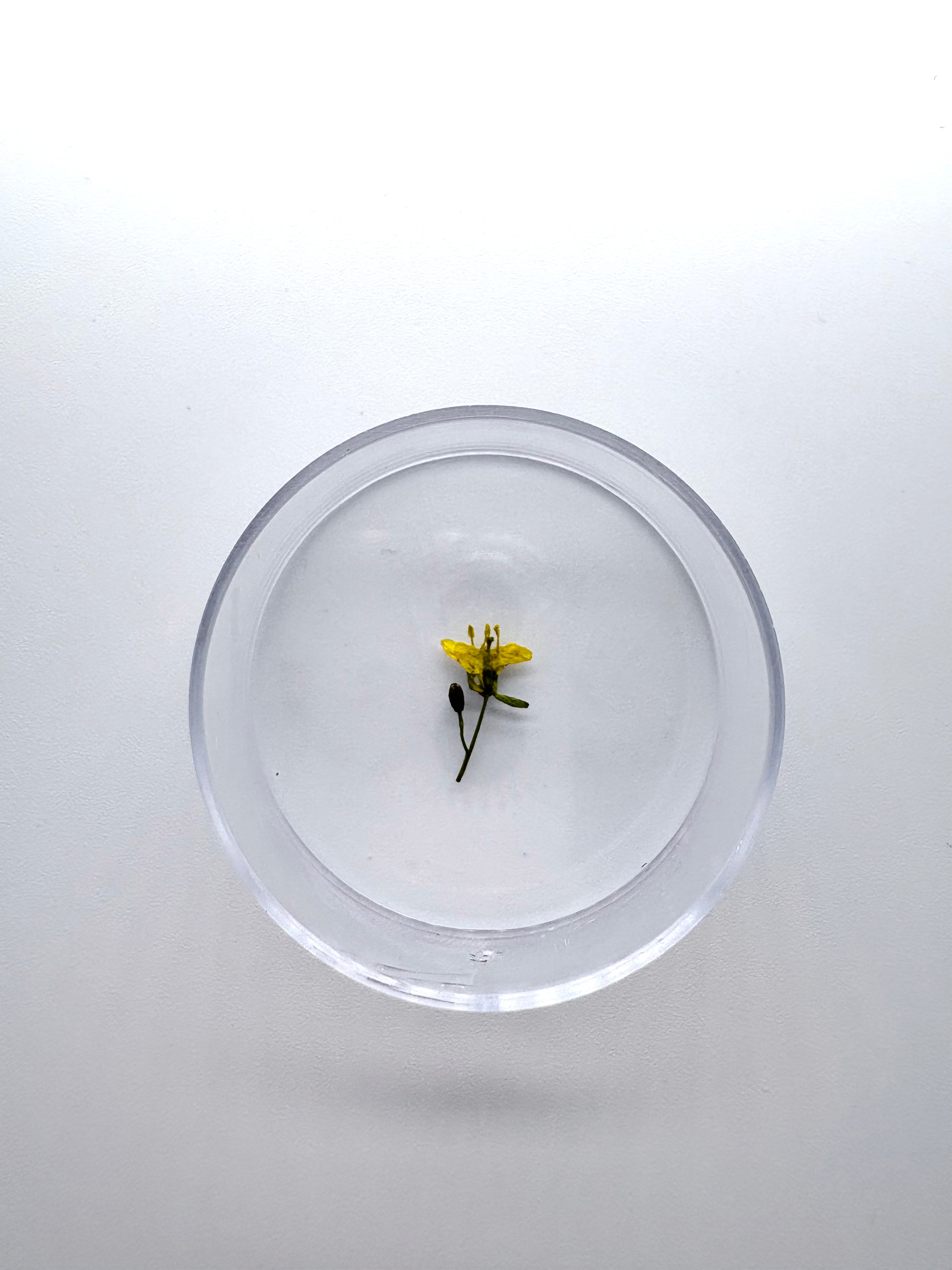 Blume Mauer-Doppelsame, Detail

