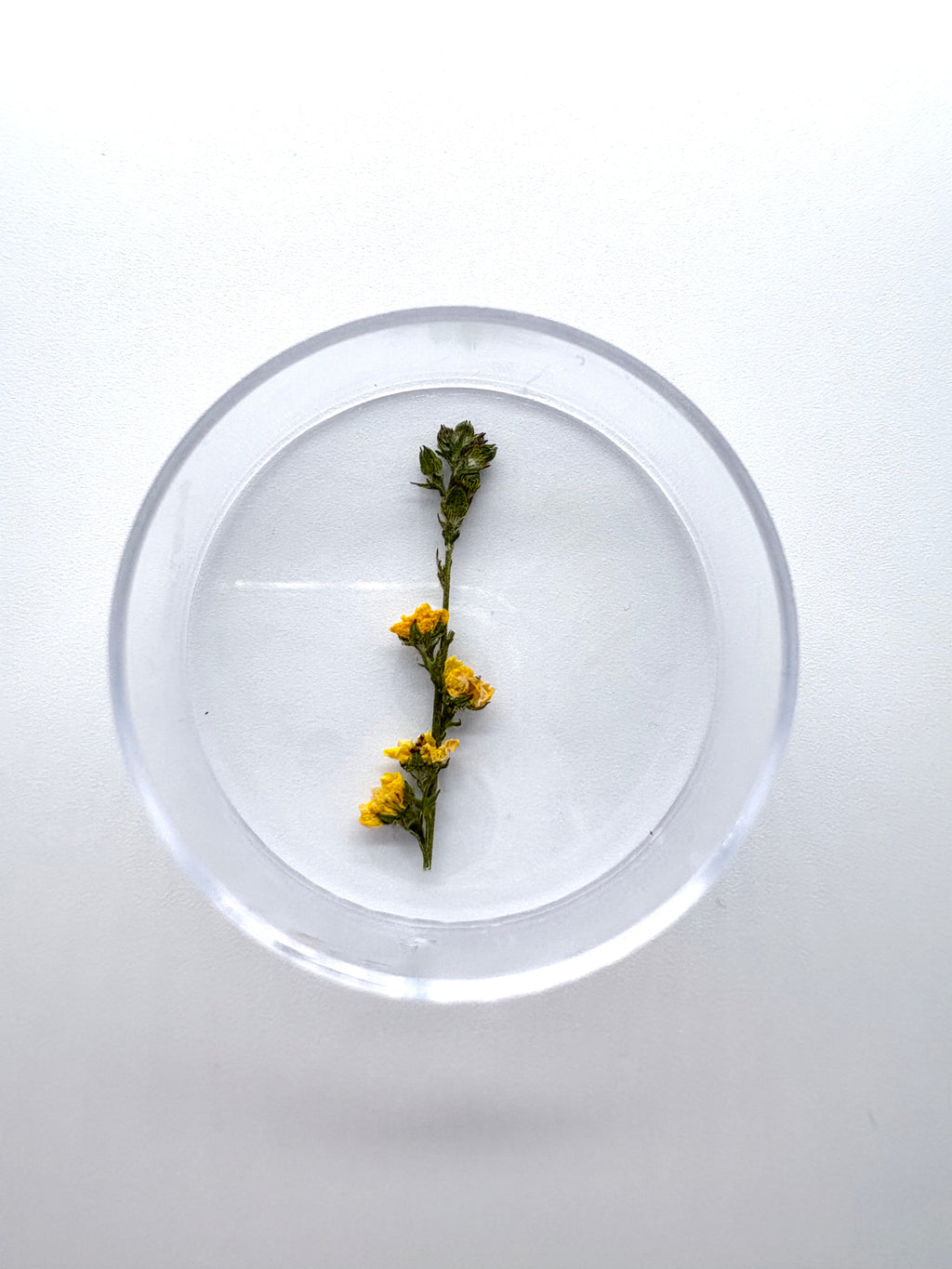Blume Odermenning, Detail
