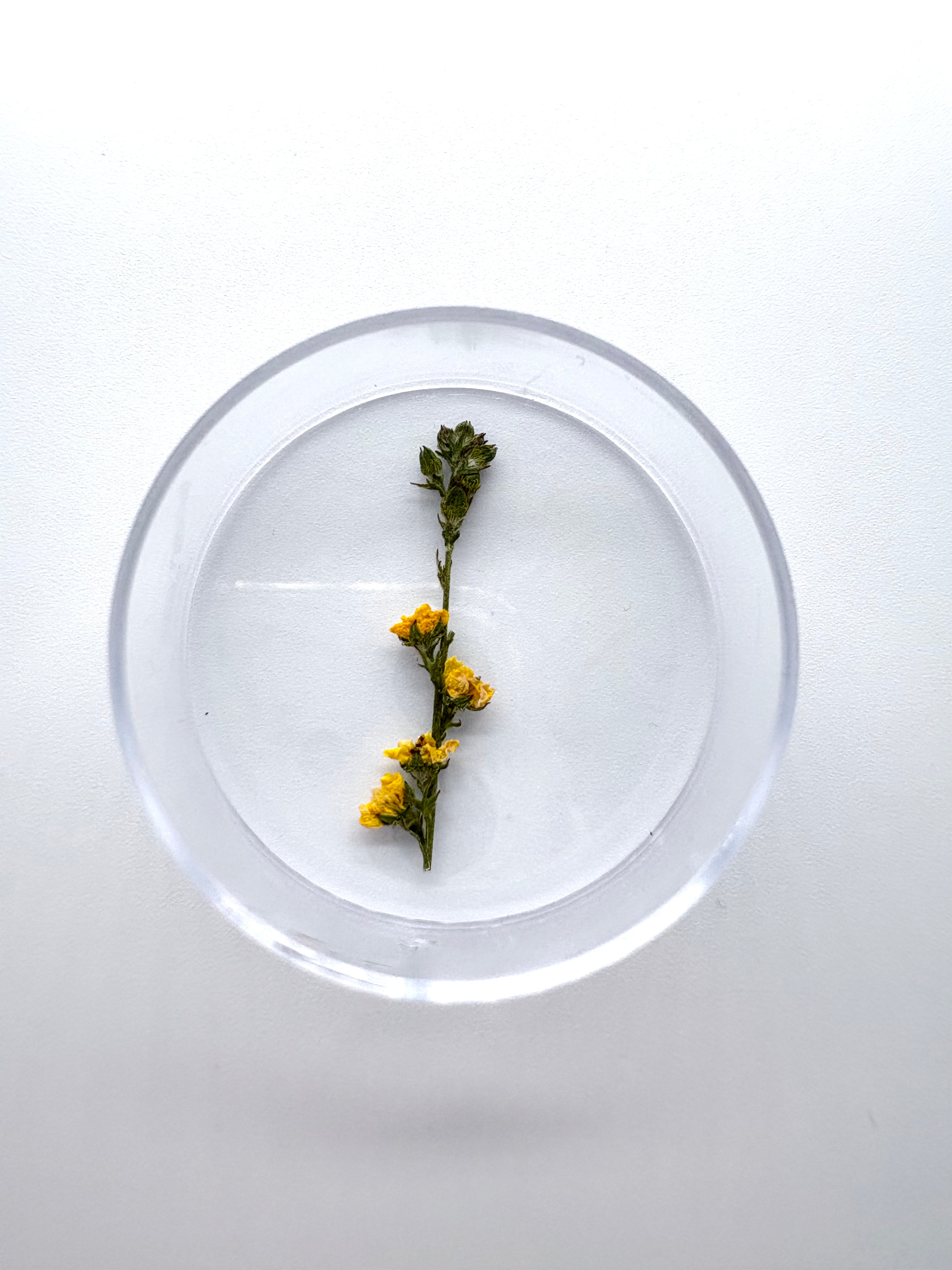 Blume Odermenning, Detail
