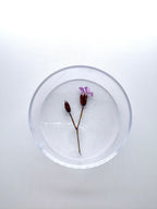 Blume Purpurstorchschnabel, Detail
