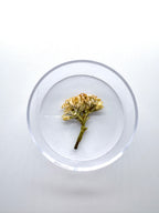 Blume Raue Stechwinde, Detail
