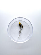Blume Schöner Pippau, Detail
