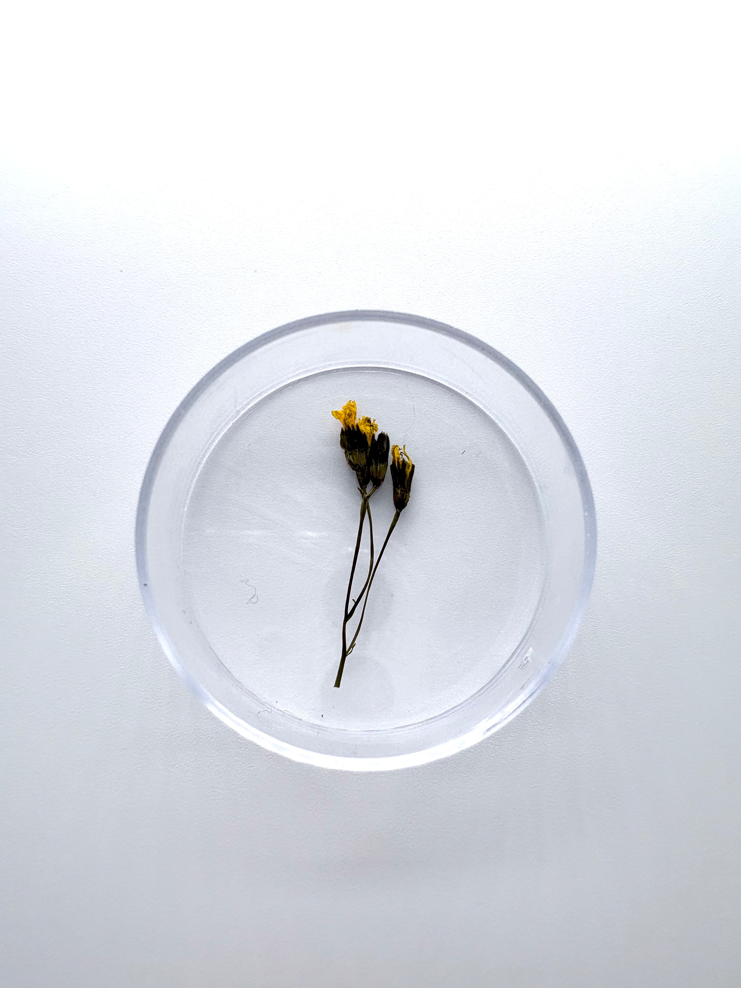 Blume Schöner Pippau, Detail
